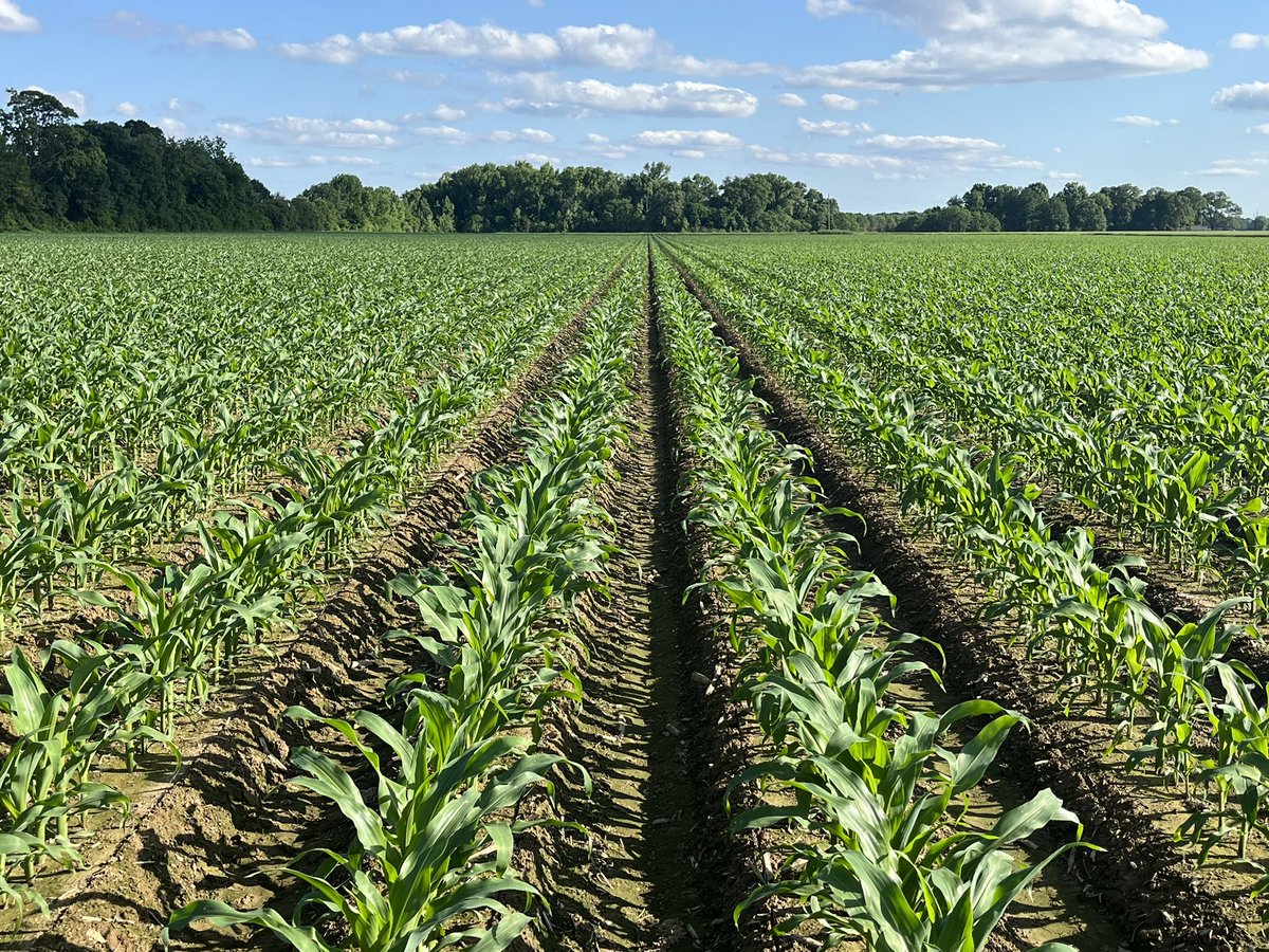 PerkinsFarm's tweet photo. Couple of new ones from AgriGold!!! Was lucky enough to get my hands on a few bags!!! Row to row!!!
AgriGold 643-52 (left) 
AgriGold 647-79 (right)
#beboldgogold #agrigold #deltavariant
#rowtorow https://t.co/2UbGPICOo4