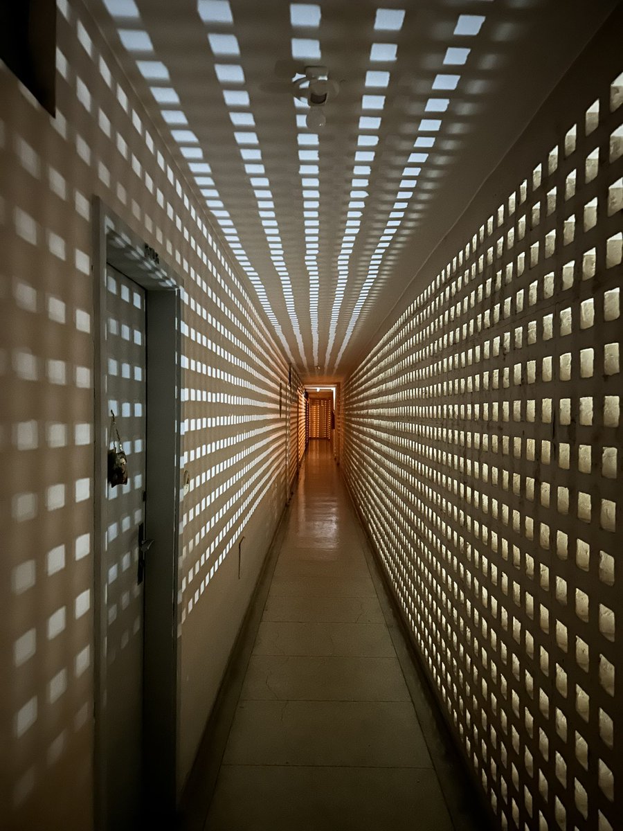 alexdamaia's tweet image. Cobogodelia brasiliense