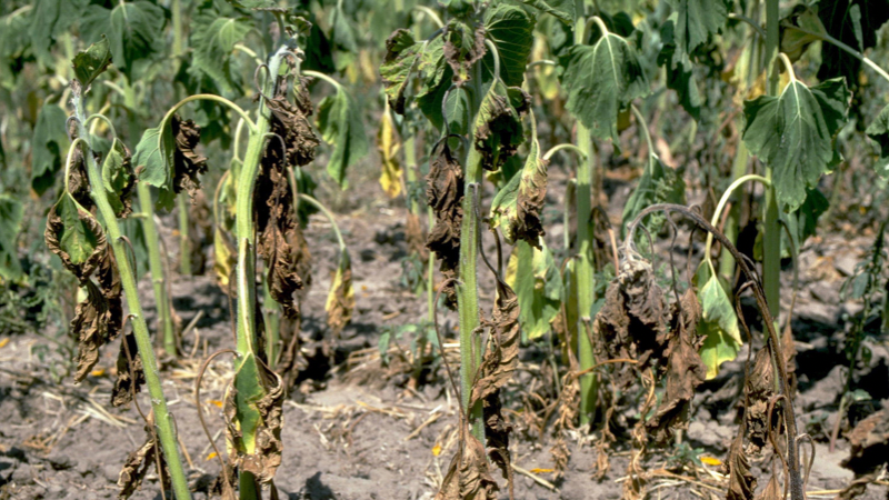 Apical Crop Science tweet media
