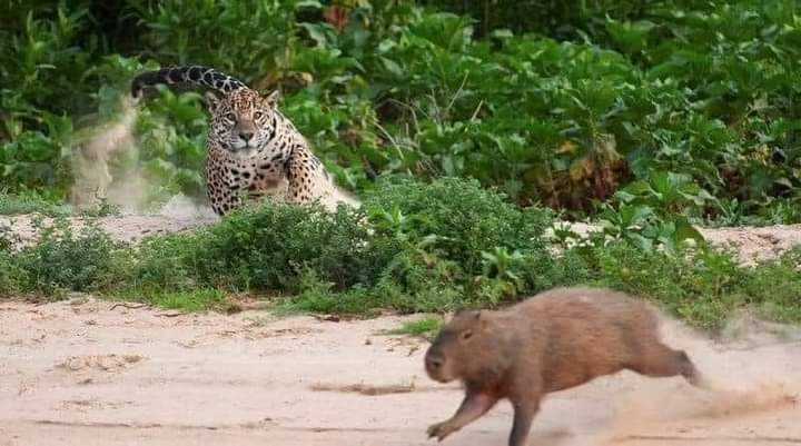 primeiro dia da filó em seu habitat natural