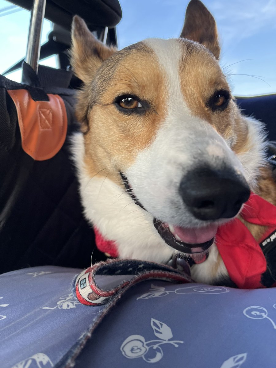 ChannelCorgi's tweet photo. おはようございます🐾
今日は病院です。
ワクチン💉
頑張るわん🐾 https://t.co/tTwnJFFnCS