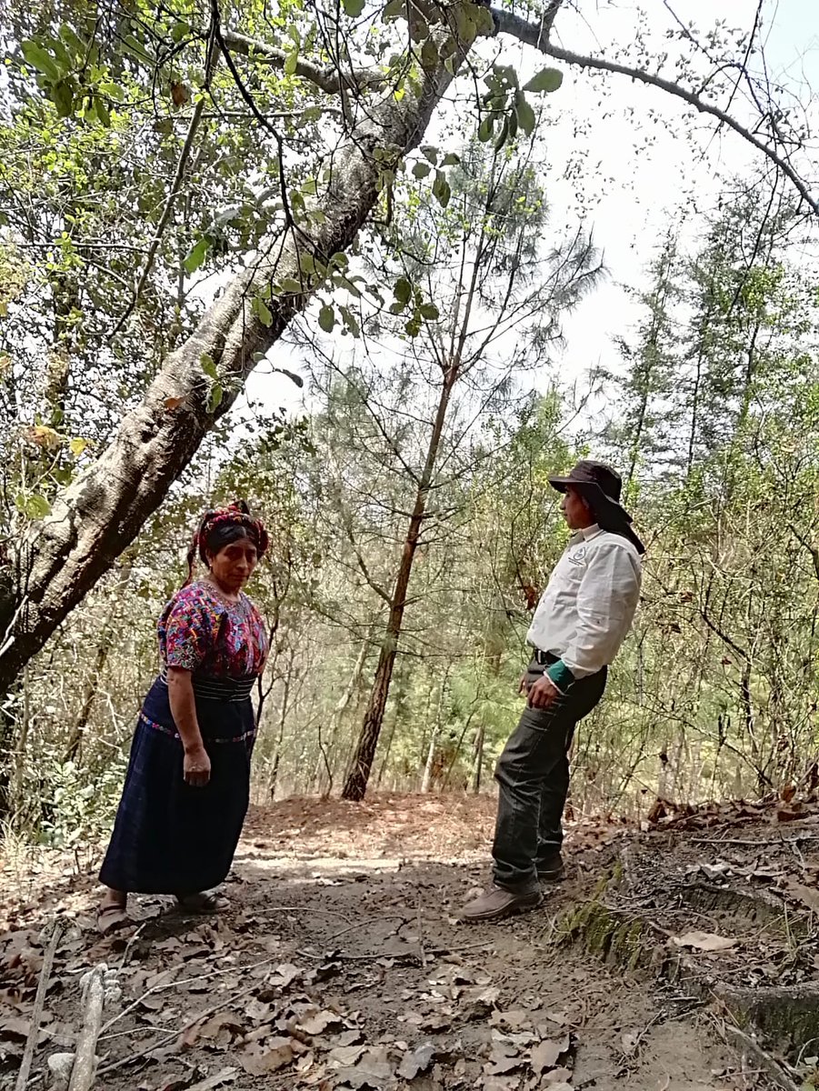 inabguatemala's tweet photo. En atención a medios de comunicación de #Quetzaltenango, brindamos entrevista a radio Stereo 100, socializando el avance en los programas de #IncentivosForestales, #PINPEP y #PROBOSQUE, donde se realizó  el segundo pago a los beneficiarios.

#INAB #RegiónVI #MásBosquesMásVida https://t.co/QXO2jxX2t0