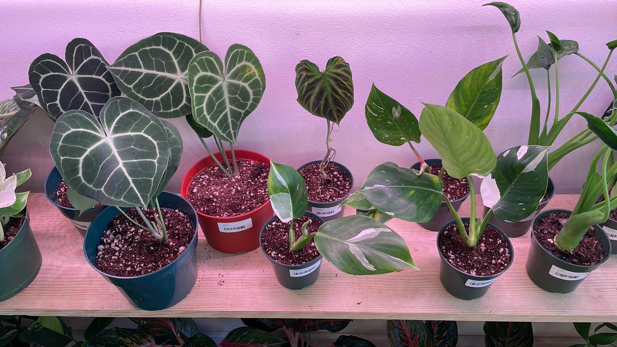planthavenlv's tweet photo. Plants are here in rough shape. We have decided to list these AT cost. No profits from our enthusiasts unless these recover. #anthurium #whitewizard #monsteraperu https://t.co/baPvKdVat7