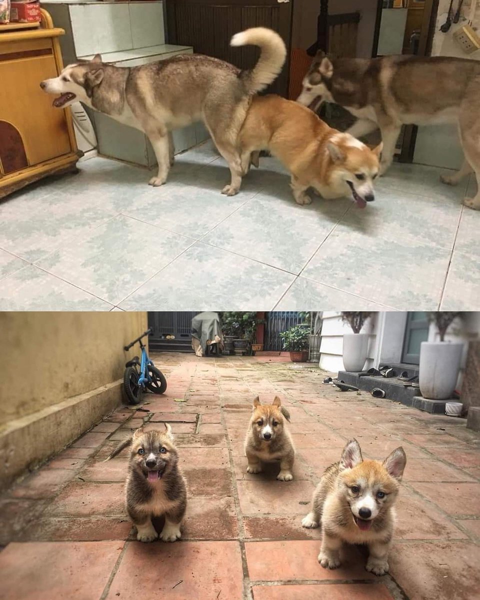 Ehmmm 😬 #dog #puppy #animals #pets #family #baby #daddyofdogs