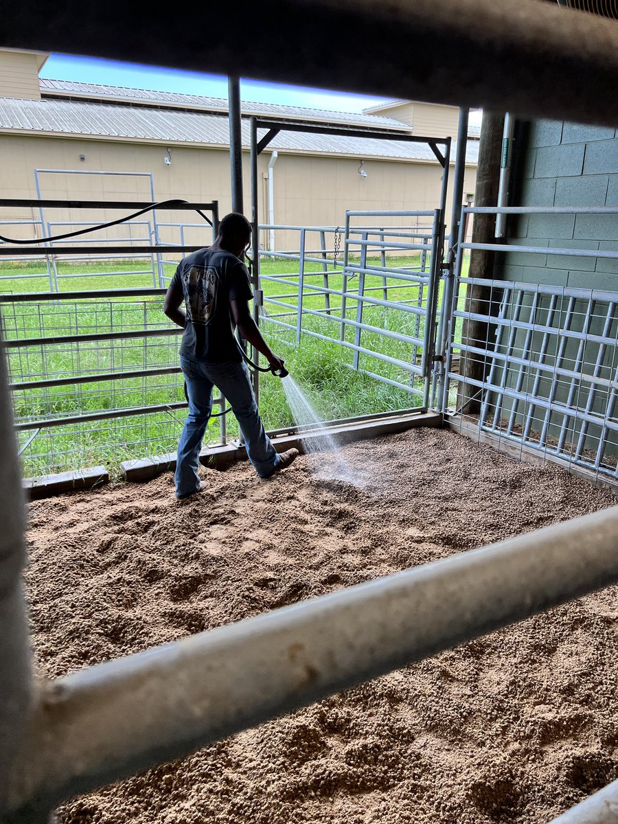 MaydeCreekFFA's tweet photo. Katy ISD Livestock Show Steer Pen Loading….. https://t.co/yN5K1fKK7o