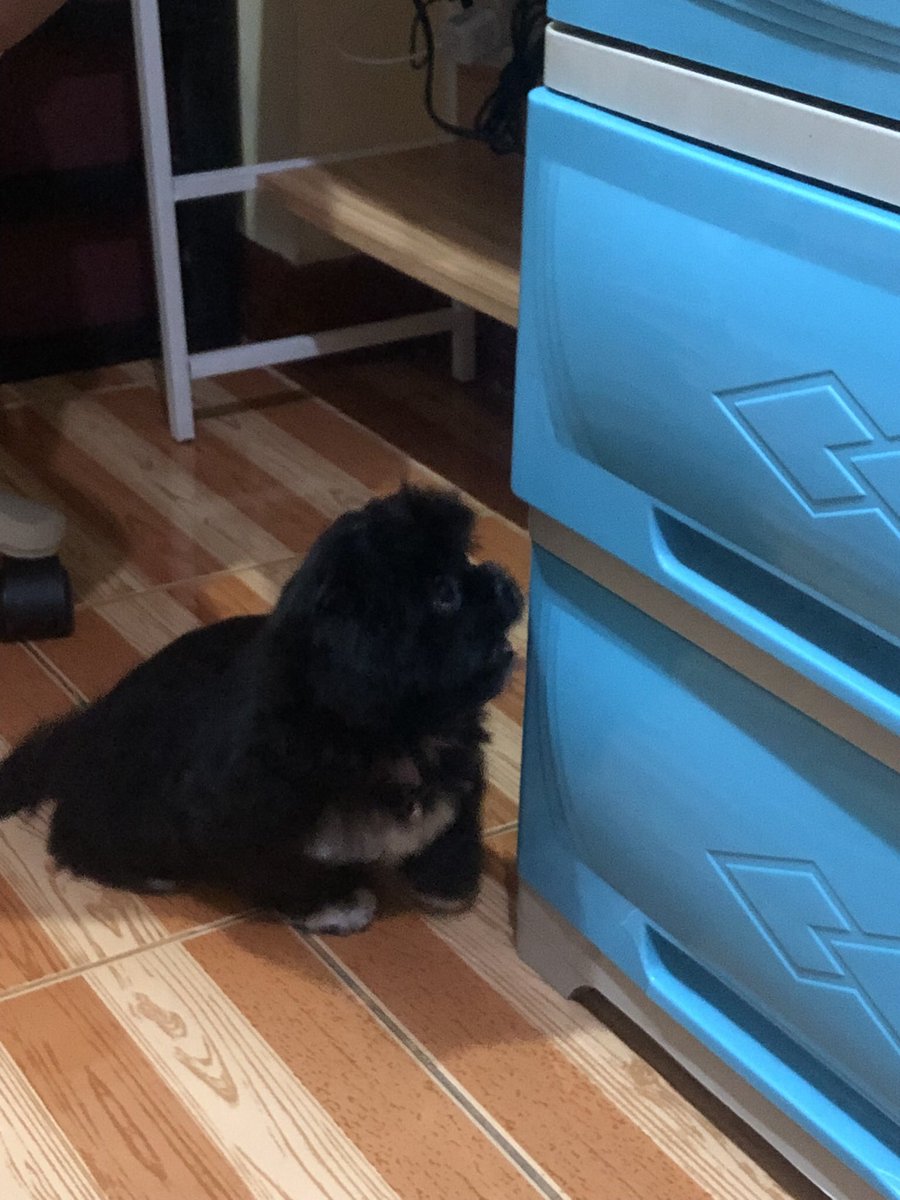 juludaf's tweet photo. Mahal na mahal kita palagi Pepper ko.. Miss na miss kana ng Daddy.. 🐕‍🦺👾
#OldPhoto
#MyOnaAndOnlyFurBaby https://t.co/KSqWxxDKwk