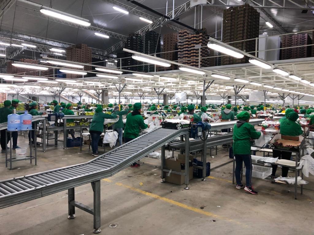 eduardos2013's tweet photo. Rindo sincero homenaje al Trabajador !!! Como testigo presencial del progreso de la Agro Exportación toca señalar Respeto y Admiración !!! #GamaTecnica https://t.co/JSVpDsjDdS