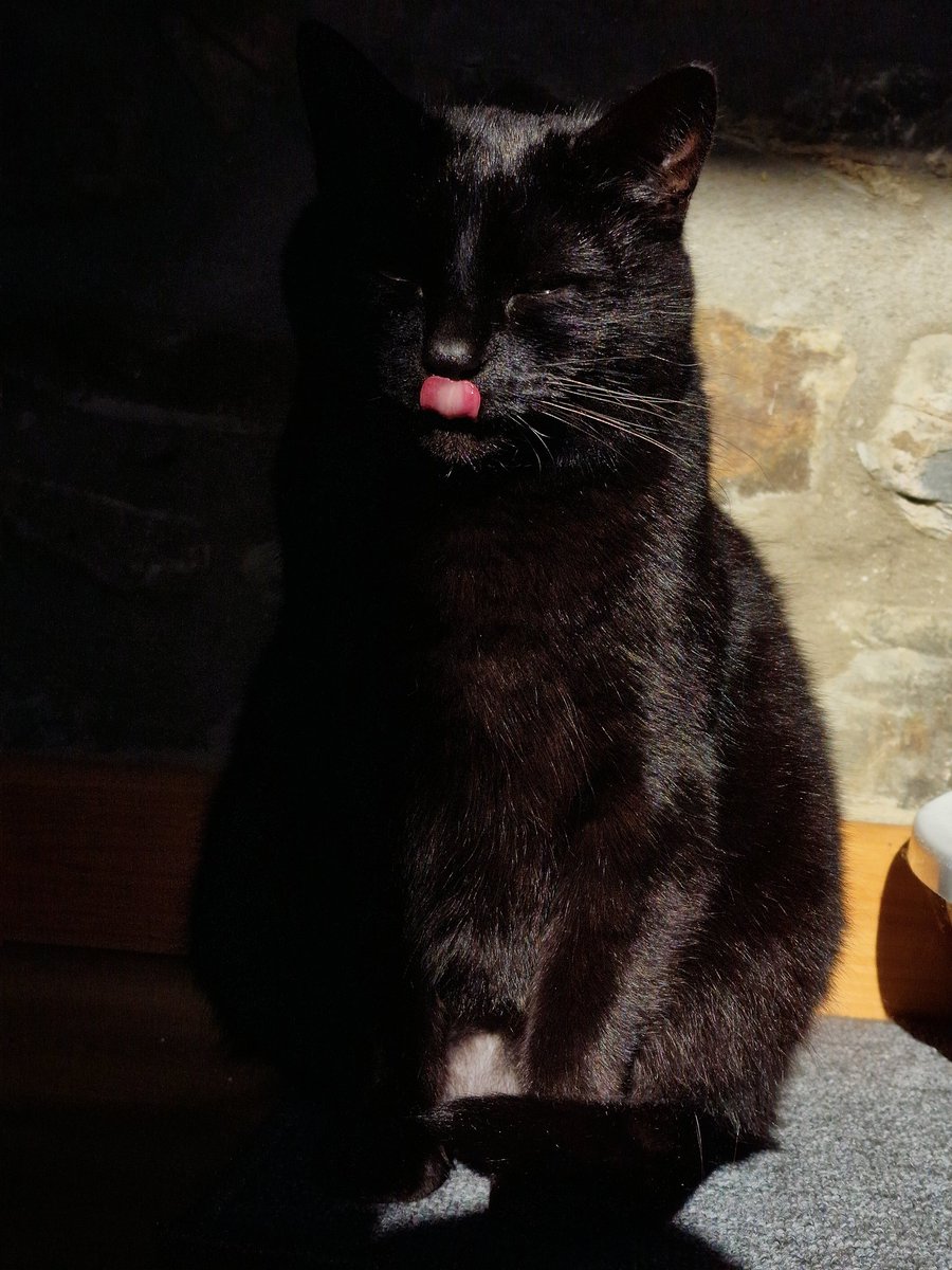 Kobzz's tweet photo. I haven't posted here in a damn while, so here's a photo of my cat. Enjoy!
#BlackCat #photography #Petphoto https://t.co/6G4PZFZtsR