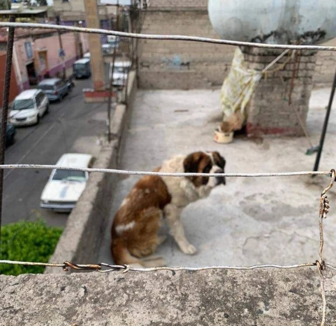 reevesmason1's tweet photo. RT @GuirlandeRouge: Este 🐶 está abandonado en Poniente 21 #349 Col. La Perla Cd. Nezahualcoyotl Hay denuncia en @propaem_sma Folio 1502 Pero #Nadie ha ido a rescatarlo! Ya tiene 3 meses así! Pfv rescatenlo! Y difundan @LetyVarela @alfredodelmazo @Edo… https://t.co/n6ogA7zSqi