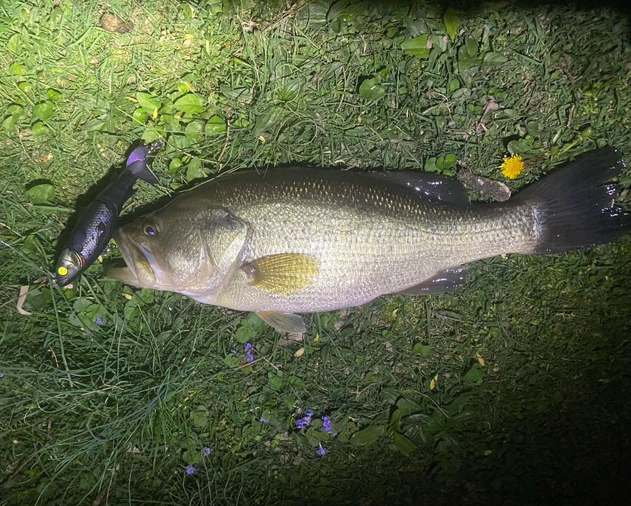 Chasebaits tweet media