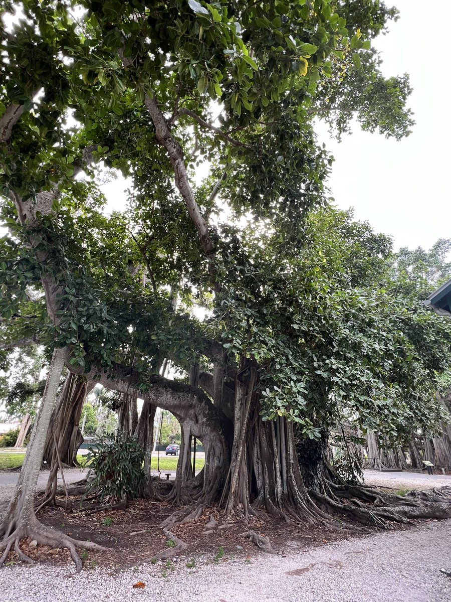BethTerrence's tweet photo. What a beauty! #banyantree #fortmyers #florida #edisonhouse #gardens #beauty #ancientone https://t.co/qEQ9WIAZvO