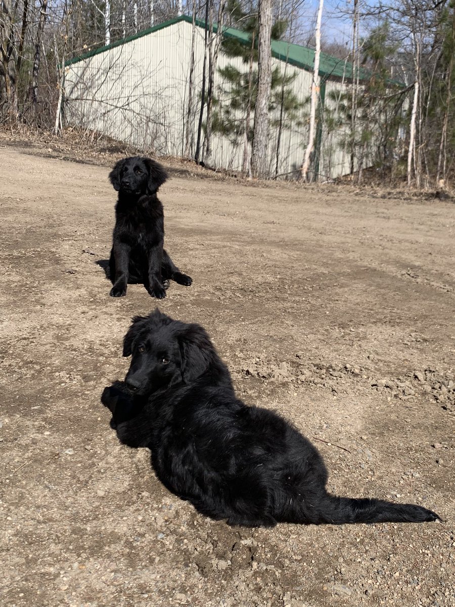 Gr3MrsT's tweet photo. Golden Shepherd pups-up to date and ready to go. 1M 1F in Mn https://t.co/alZBOTYuuJ