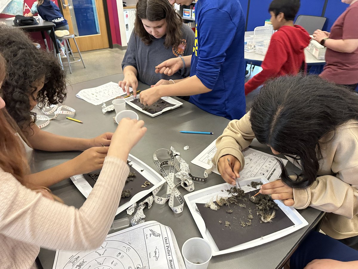 MsDauberman's tweet photo. Loved watching all the excitement as @_sofiacerrato &amp; @MaddenTCS 5th graders dissected owl pellets today! They were all so excited to show me what they were finding! 🤗 #TallmadgeElementary https://t.co/v3sCIX2rLl
