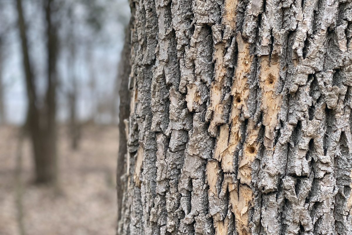 highrise_tree's tweet image. Knowing how to identify a dying tree can help homeowners to avoid potential damage. Read the article by clicking the link below for a list of indications that a tree is dwindling. bit.ly/3UMmlSh