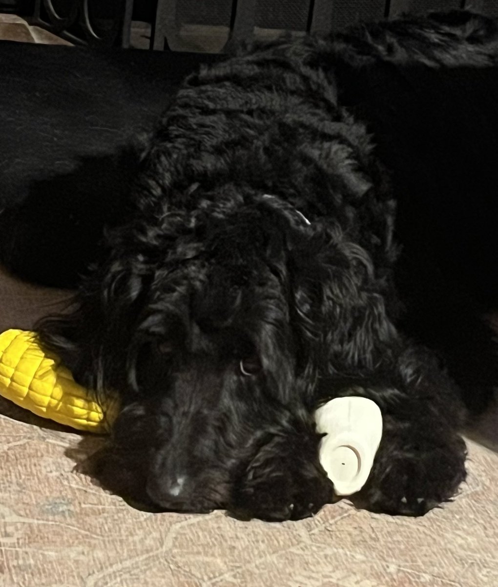 Michelle Fiscus MD,FAAP 🌻💉❤️🌈 tweet media