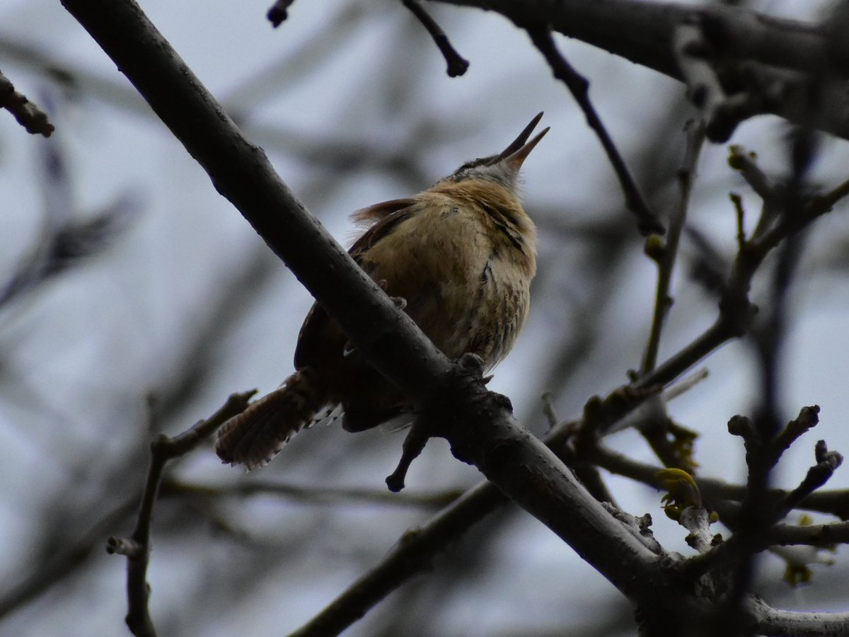 MartindalePondP's tweet photo. #carolinawren niagara region https://t.co/vAYUGhiVlN