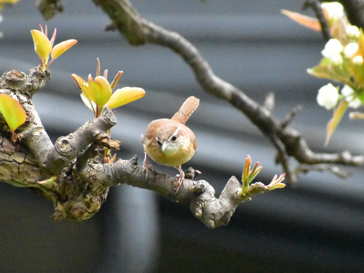 MartindalePondP's tweet photo. #carolinawren niagara region https://t.co/vAYUGhiVlN