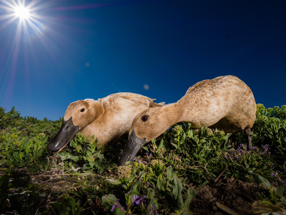 DuckFoodBot's tweet photo. enjoy this day

(retweet to send noms https://t.co/bCx4zPeNUf) https://t.co/Dv9WYAFx9K
