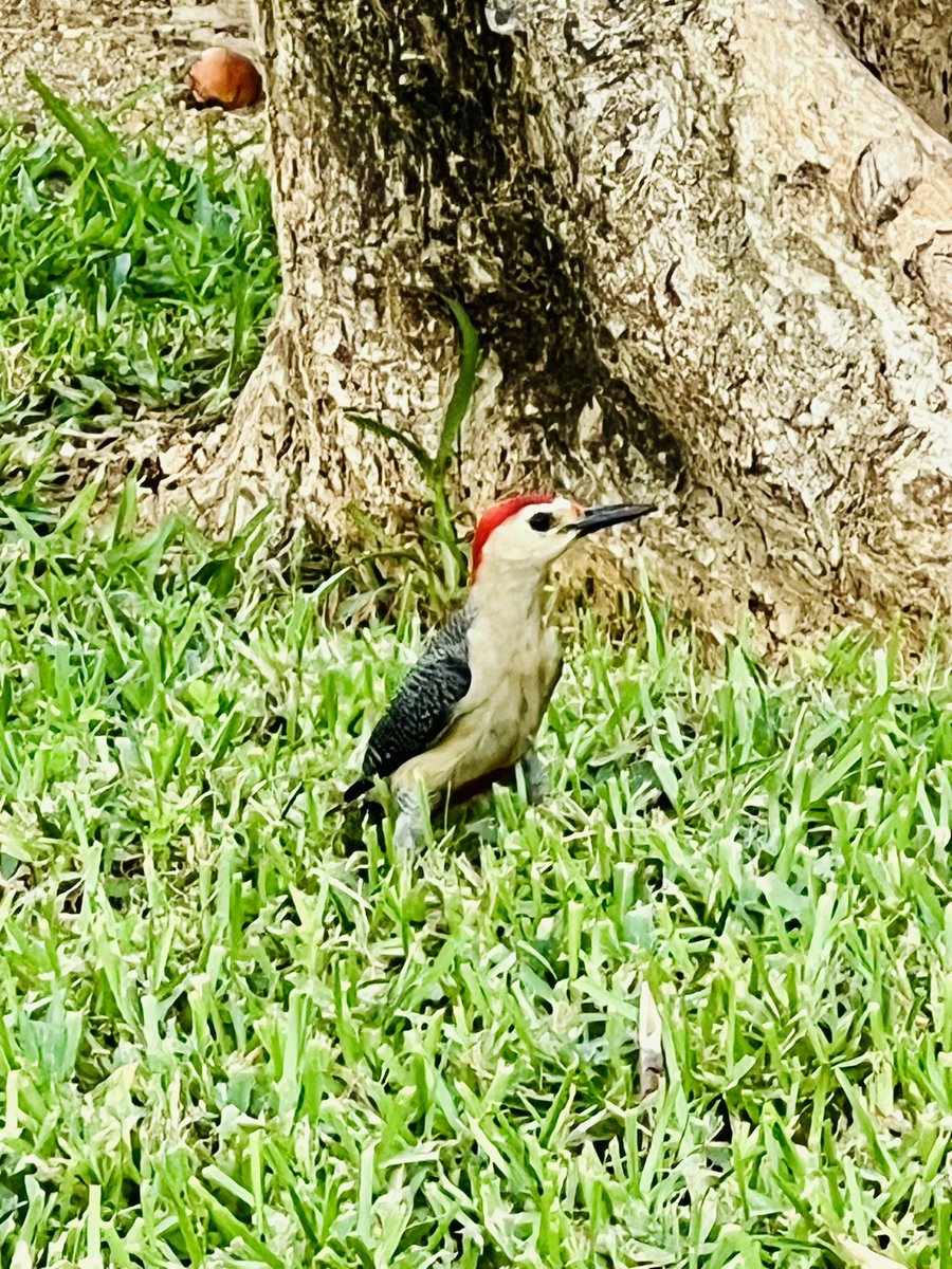 Alinalisima's tweet photo. Salí a caminar y la primavera se hizo presente 💝 #happyfiday #Cancun #Primavera #spring #Birds https://t.co/7W88MZ9M7K