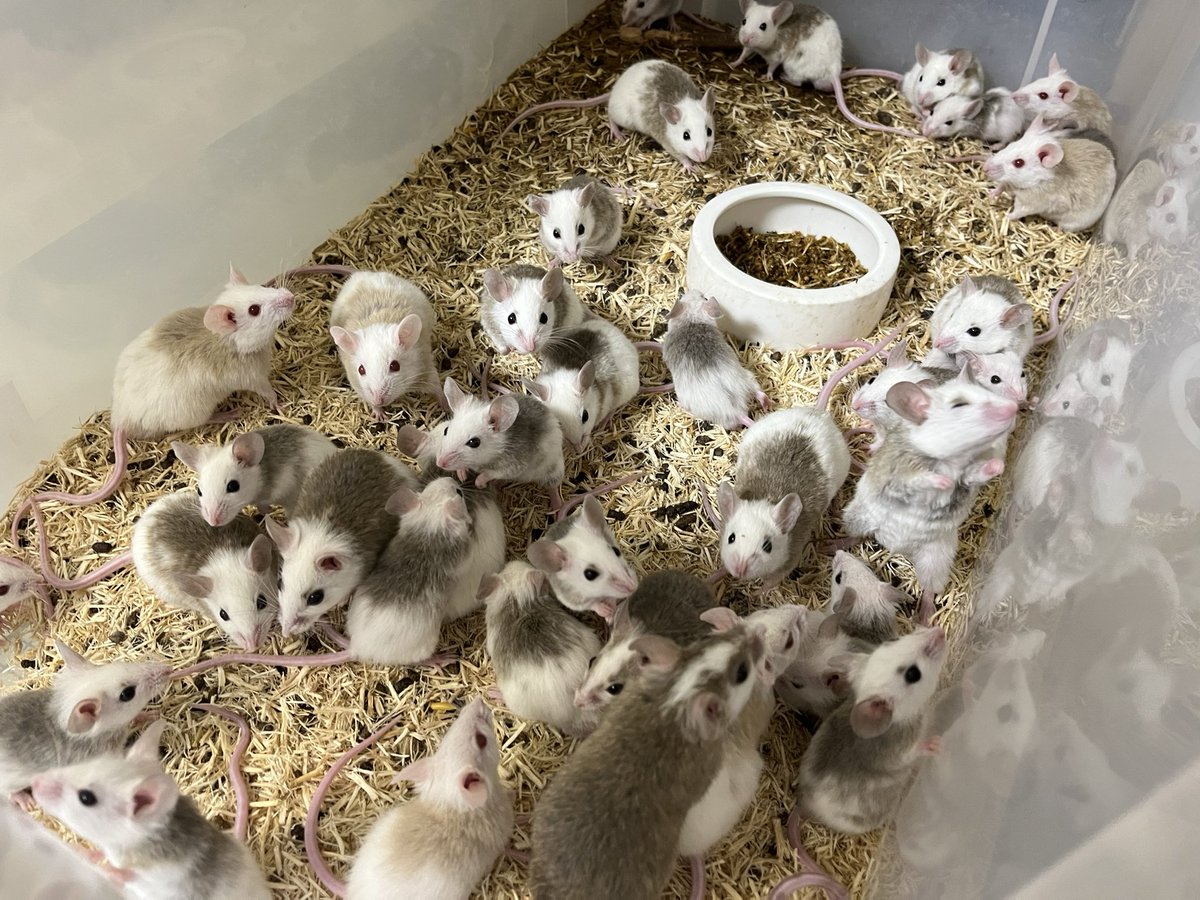 冷凍ヤワゲネズミ 冷凍】ヤワゲネズミ 価格相談用【エサ用】