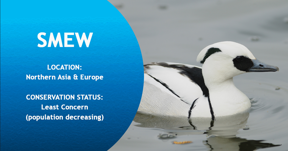 IntBirdRescue's tweet photo. Ever seen a Smew? 
Smews are diving ducks that are approximately the same size as teals. The unmistakable adult males, nicknamed “white nuns,” are primarily white with a black back: #WaterbirdWednesday https://t.co/cHh3OxYsAc