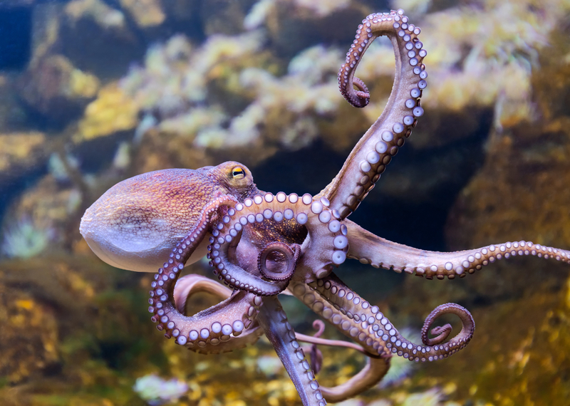 Octopuses, those whip-smart but bizarre cephalopods, here are some weird facts about them - domesticatedcompanion.com/like_202804/ #fact #octopus #curiousfact