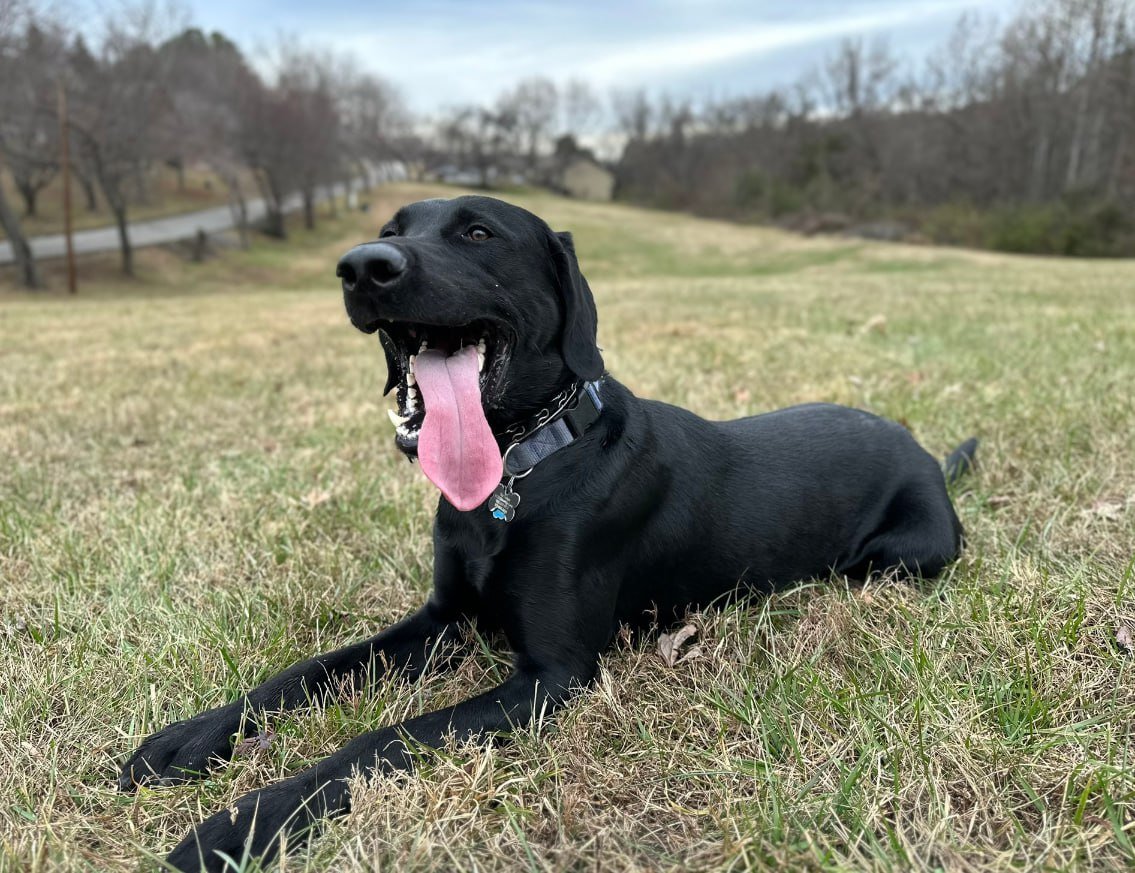 Bella2tyBella's tweet photo. Dogs can easily brighten the lives of their owners and people all over the world. Let's chat y'all. https://t.co/5kdtLP2bvl