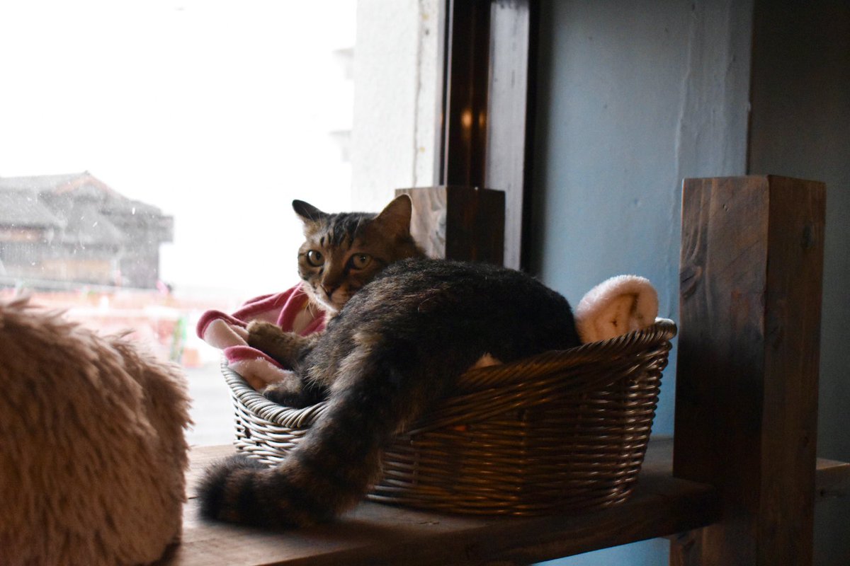 Frich_official's tweet photo. 🐈⬛猫がいる幸せ
里親さん募集中の保護猫がいる、はちわれ農園とnecohara。
猫ちゃんがのびのび過ごしている空間って良いなぁ🌿
次に猫ちゃんをお迎えする時はお世話になりたいところです☺️
#保護猫を家族に #はちわれ農園 #necohara #猫のいる暮らし #frich #指宿 #ネコハラ #保護猫 https://t.co/BUtsoRB1u3
