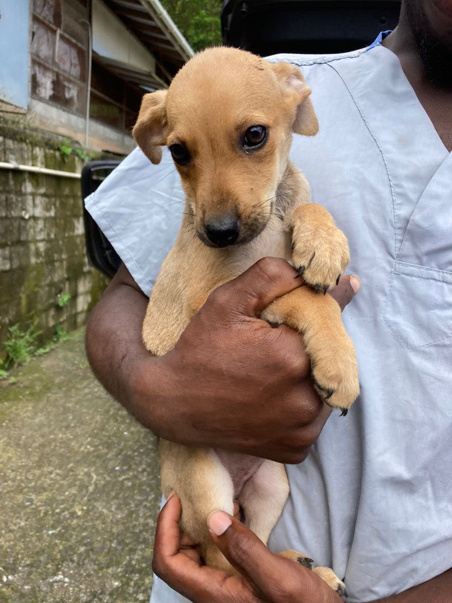 BrunoProjectSL's tweet photo. Leann - a little lady with a lot of love to give 🥹 

📝 https://t.co/vMdBedFWDA

#AdoptDontShop #availableforadoption #RescueDogs #adoptbot #potcakes https://t.co/MMU8D8cAuf