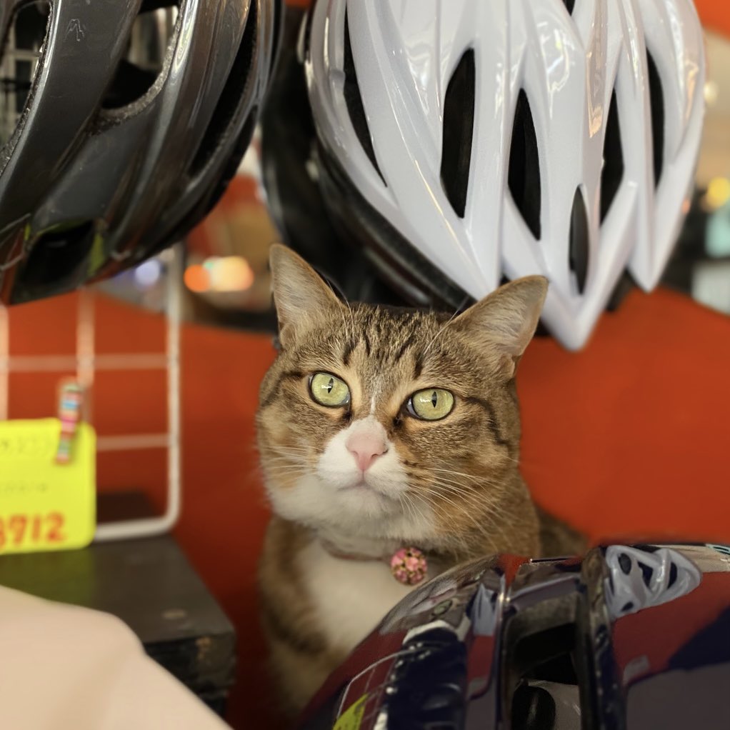 umikaze_cat's tweet image. 連休初日！
あたちも接客がんばるにゃ
#うみかぜサイクル 
#看板ねこ