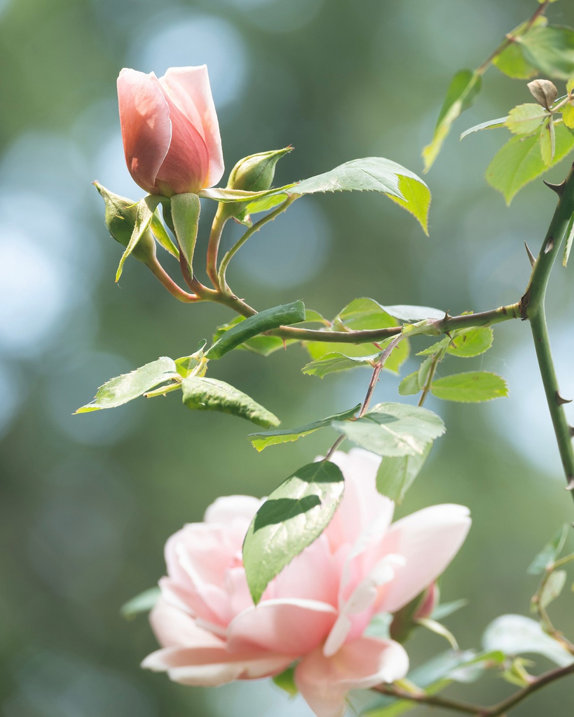 If you’ve not yet had the chance to know the taste of fresh, floral rose, this might be a golden opportunity! 🥂✨ ​​​​​​​​​.
.
.
 #lebongarcon #caramel #treatyourself #locallymade #rosegoldrosé