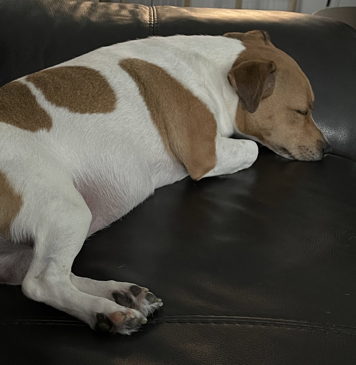 My #OPLive watch buddy is resting up before showtime #OPLiveNation