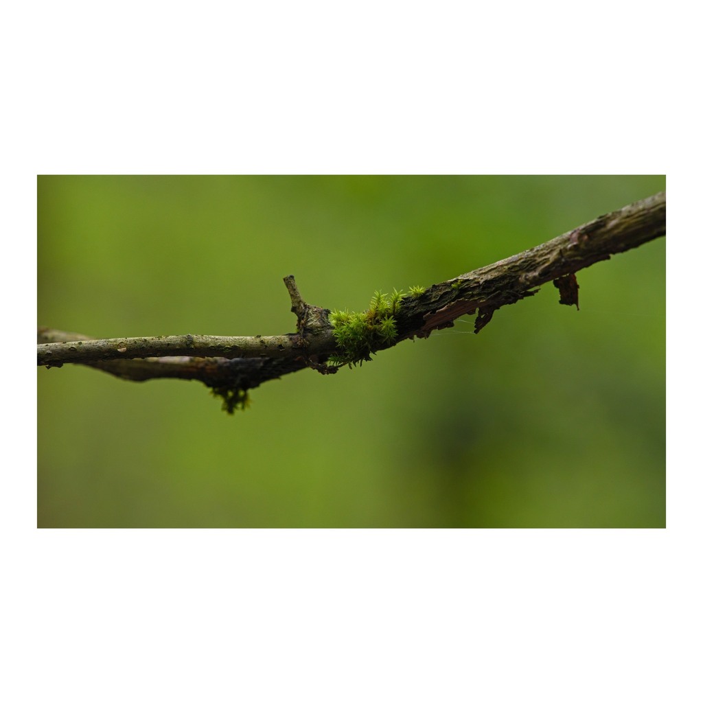 cunabula's tweet photo. Moss. Sterling.
______
#today #todayis #diary #calendar #photooftheday #lockdownproject
#nature #naturephotography #woodland #woodlandphotography #moss #surrey #uk
#panasonic #lumix70300mm #lumixs1 #lumixuk #ShotOnLUMIX https://t.co/JdQSepTyYX https://t.co/vbdHPNfp3E