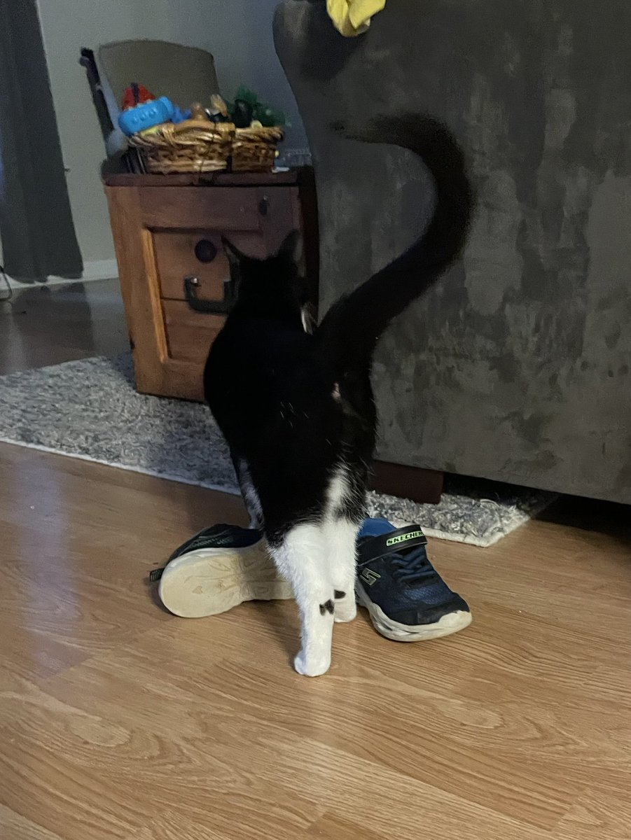 tuxedosiblings's tweet image. #BootyPic #CatsOfTwitter