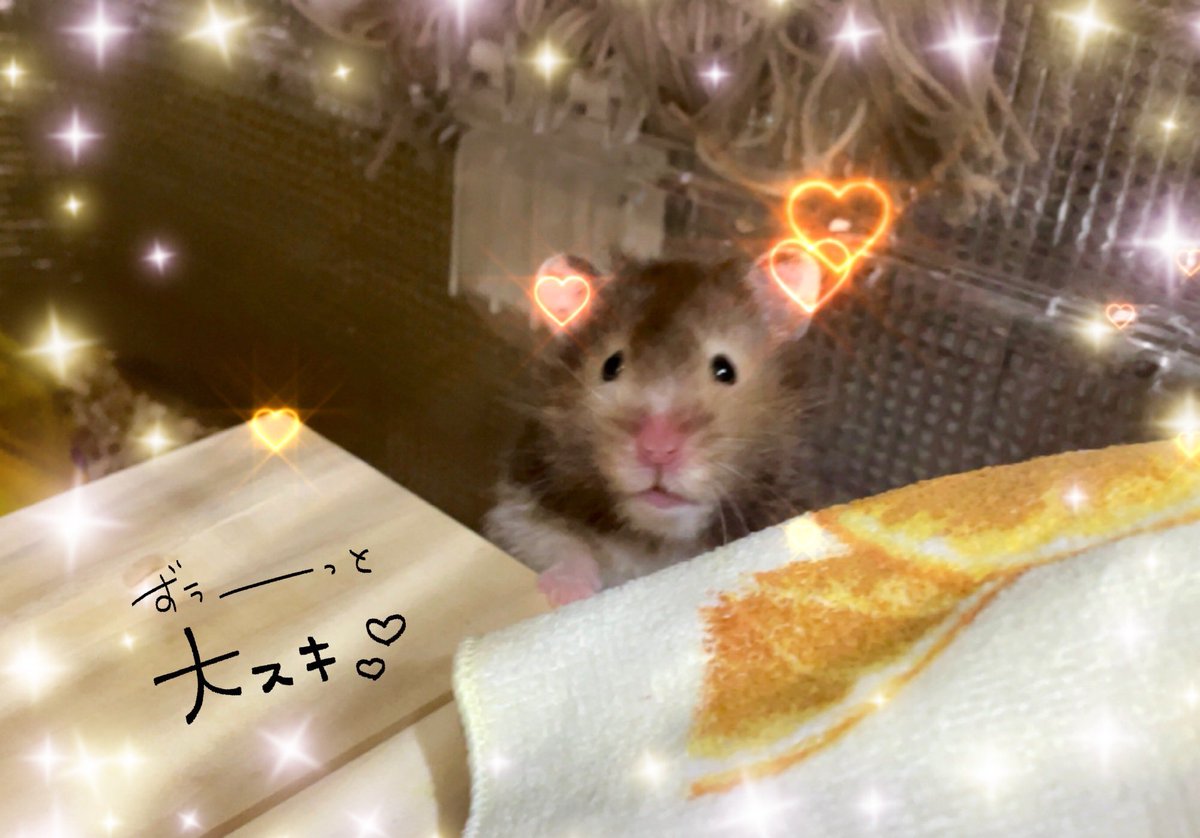 今日はポテちゃんをお迎えしてちょうど1年！いつもいつも可愛い&amp;ちょっとひょうきん(*´艸`)なお顔と仕草で沢山の癒しをありがとう💕
初ハムでまだまだ至らない所ばかりだけど、これからもポテちゃんの幸せの為に頑張るからね✨

#ハムスター
#ハムスターのいる暮らし
#ハムスター好きさんと繋がりたい