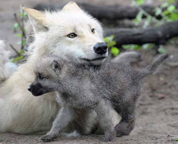 hourlywolvesbot's tweet photo. HourlyWolves presents: https://t.co/SaNGKUXtZL