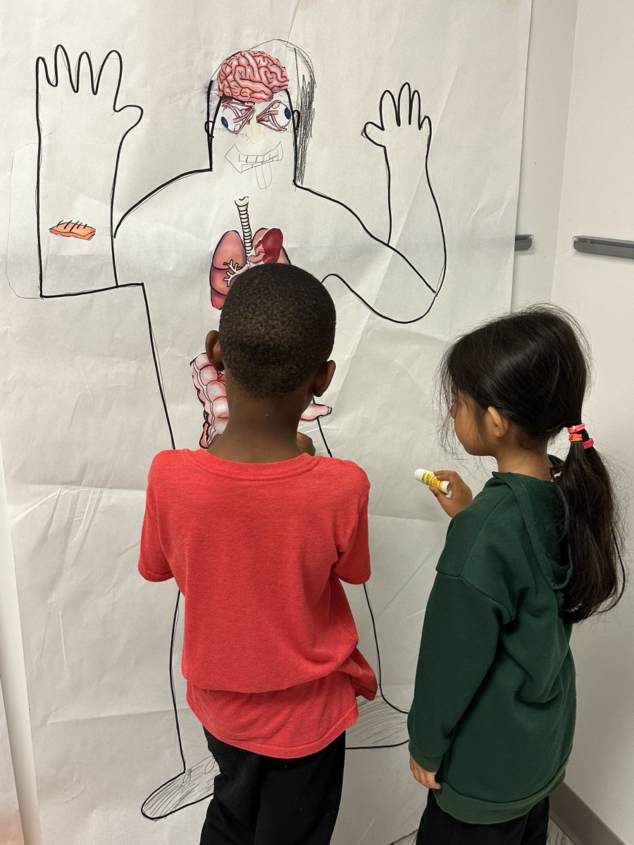 MrsEdmonds2nd's tweet photo. Second graders are learning about the human body! Check out these amazing (and slightly creepy👀) life-sized models. @AbingdonGIFT 🧠🫁🫀 https://t.co/fl02QonW8M