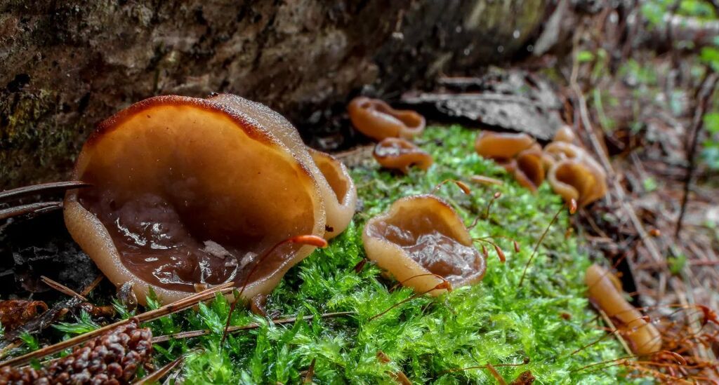 Tuberrennicii's tweet photo. Found lots of #Gyromitra perlata in the #forest today.
#gyromitraperlata #pigsear #discinaceae #ascomycota https://t.co/FBiMJbDC8F