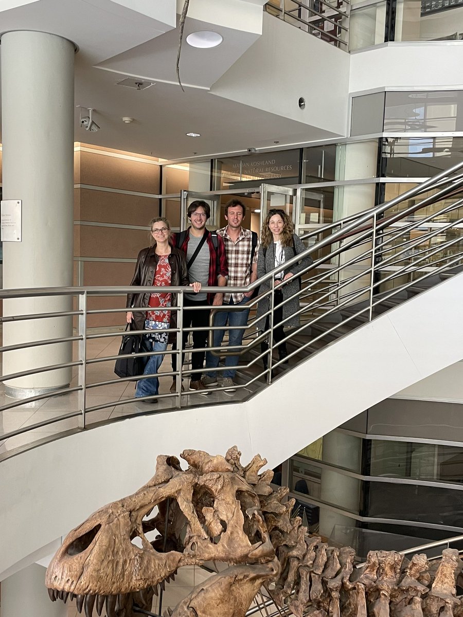 Tied2Teeth's tweet image. The T2T science team had a great meeting in Berkeley today with @Tseng_ZJ and the FAVE lab. Also got in a hello to the #Trex and an homage to the late F Clark Howell. 
@ERC_Research @CENIEH 
@marina__mpg @paleomariomm @IanETowle @LHlusko