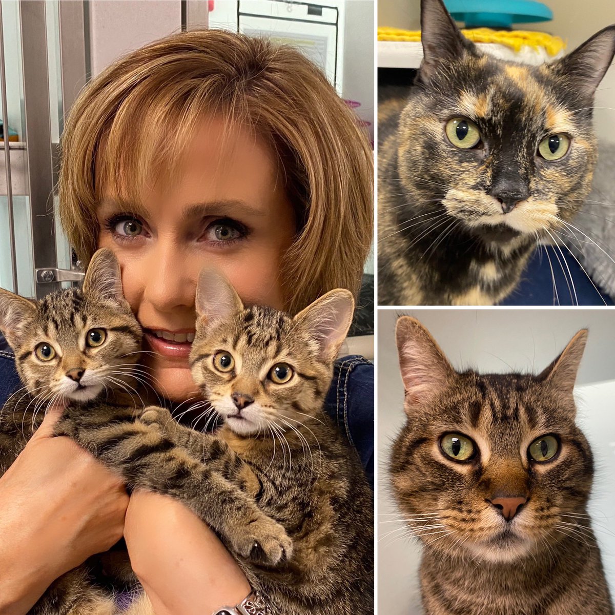 Keri Ferguson (@keriferg) on Twitter photo Cat and kitten lovers, this one’s for you! Meet Memphis, Melrose, Cali and Flint. <a href="/HSpeterborough/">Ptbo Humane Society</a> <a href="/CHEXNewswatch/">CHEX News on Global Peterborough</a> <a href="/GlobalPtbo/">Global Peterborough</a> #shelterpetproject #rescuecats #AdoptDontShop WATCH: globalnews.ca/video/rd/a2493… Cat and kitten lovers, this one’s for you! Meet Memphis, Melrose, Cali and Flint. <a href="/HSpeterborough/">Ptbo Humane Society</a> <a href="/CHEXNewswatch/">CHEX News on Global Peterborough</a> <a href="/GlobalPtbo/">Global Peterborough</a> #shelterpetproject #rescuecats #AdoptDontShop WATCH: globalnews.ca/video/rd/a2493…