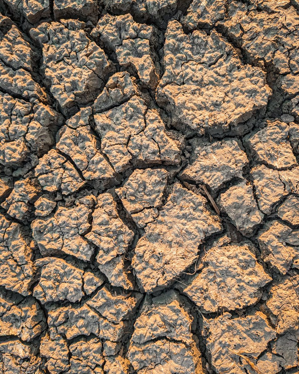 Nikhilb0rse's tweet photo. Can't stop taking photos of Nature with my Pixel 6a #TeamPixel https://t.co/ILmrdTuV5k