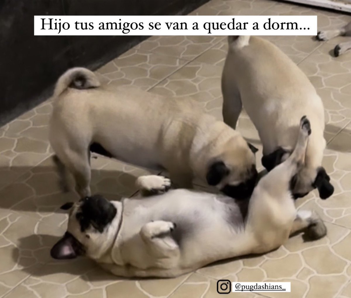 ederdomss's tweet photo. Tienen más vida sexual los pugdashians que yo 🤡 

Ya les voy abrir su only woof 🤭🤑 https://t.co/h07Pit2aCI