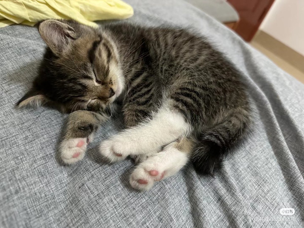 So cute #cats_of_lovee