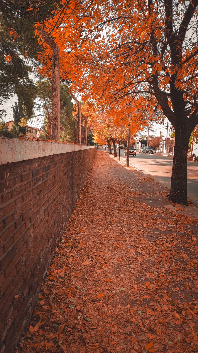 Que hermosura visual es el otoño 🍁