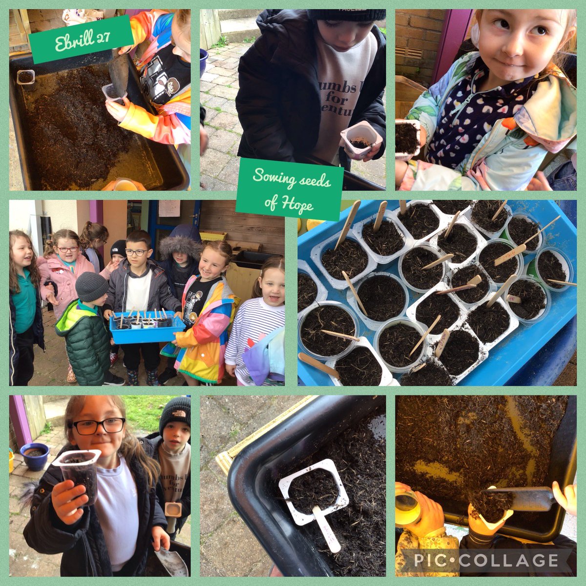 Pennar's Puffins, Goldfinches and Cygnets tweet media