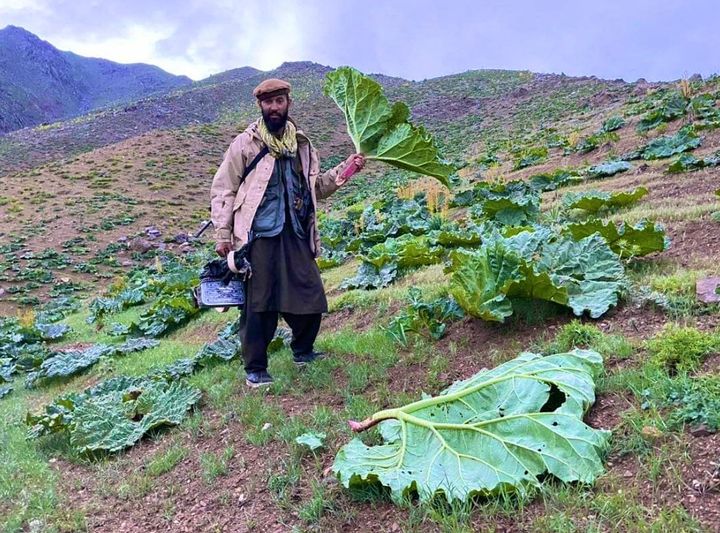 حسیب قوای مرکز tweet media