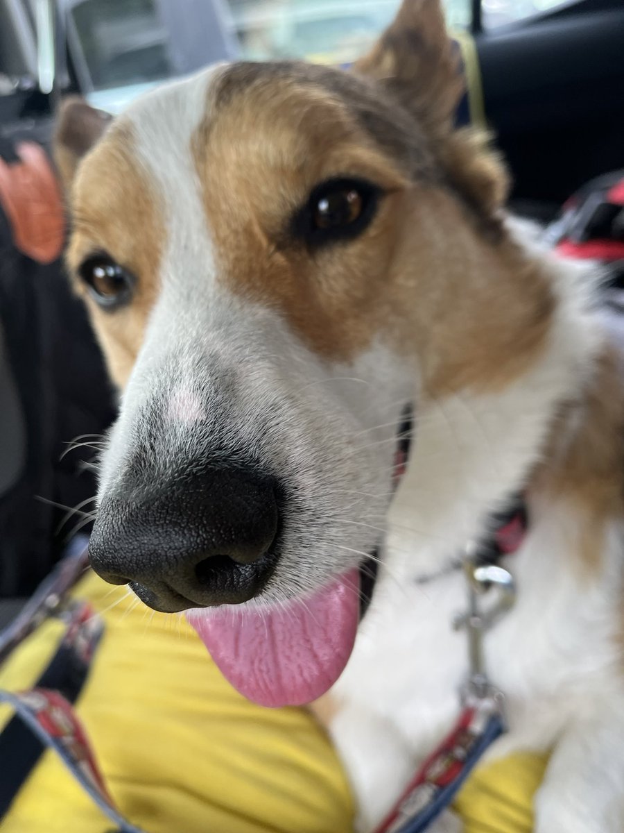 ChannelCorgi's tweet photo. 注射💉がんばったぁー🐾
＃コーギー 
#コーギーのいる暮らし https://t.co/8WbDTgpwL2