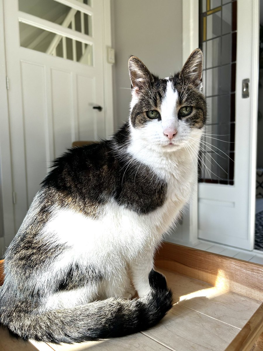 Penbeek's tweet photo. @Gewoon_Sher Ja ook kattenkids! Dit is Jip (King Jip) de liefste kater ever😊 https://t.co/V2c9W3fLMs