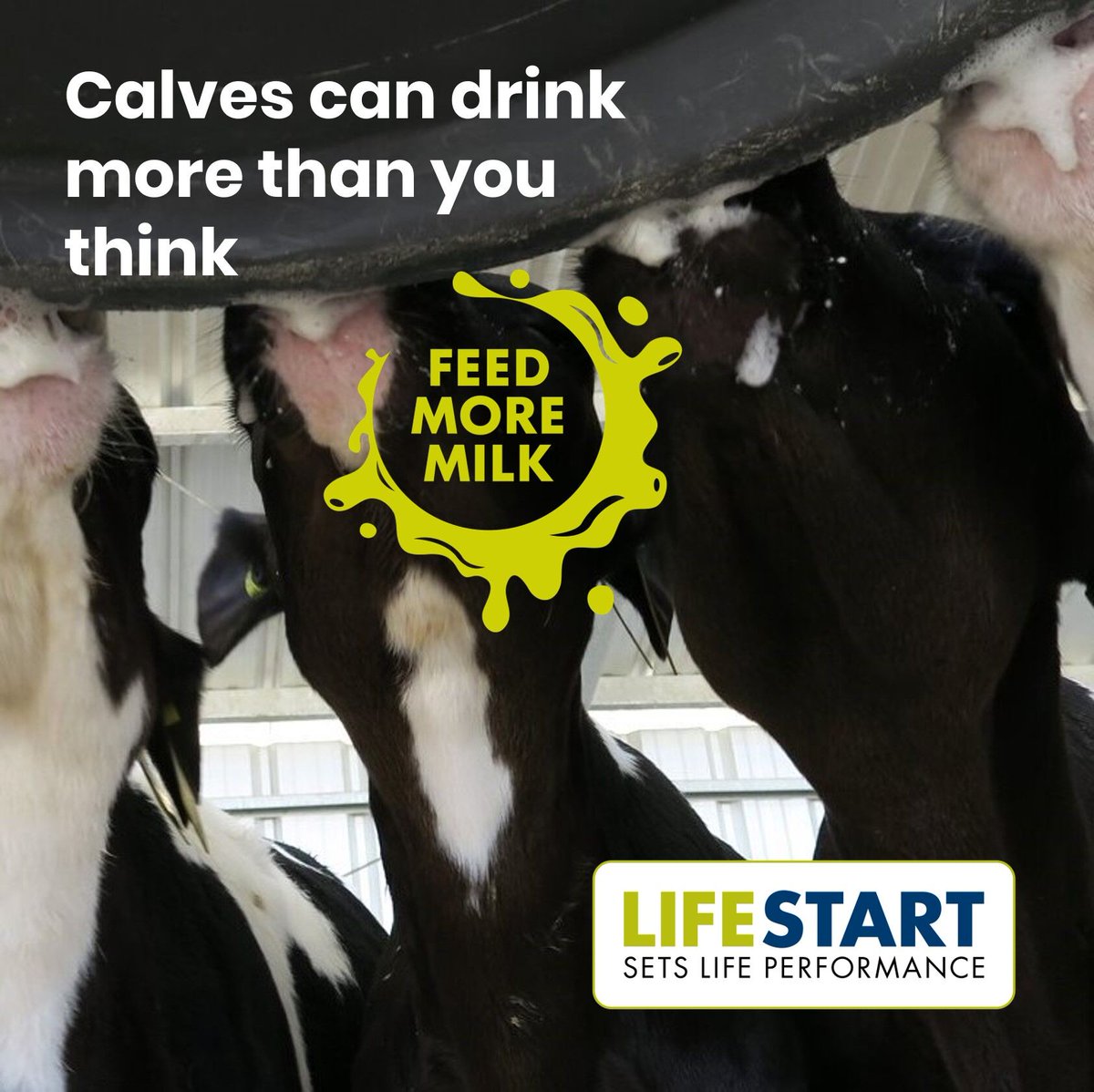 How much milk/milk replacer do you offer per feed?
Ellingsen et al.(2016) shows that 3wk old calves will voluntarily consume up to 6.8L of milk in one meal without milk entering the rumen or any indications of discomfort

Read more  bit.ly/3L9cWQP 
#FeedMoreMilk