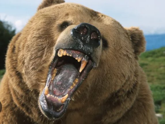 BendjiNzau's tweet photo. @LBJxGoat Les Grizzlis avant et après la série. https://t.co/IgVBfqmJxe